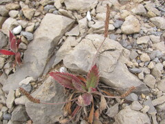 Plantago serraria