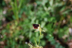 Ophrys sphegodes sphegodes