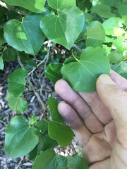Barklya syringifolia
