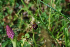 Ophrys sphegodes sphegodes