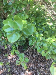 Barklya syringifolia