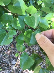 Barklya syringifolia