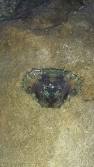 Thalamitinae