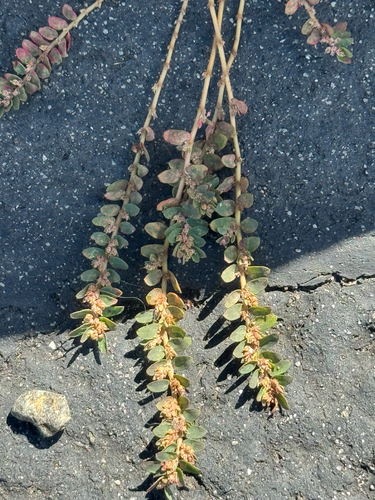 Euphorbia thymifolia, 2026-08-12