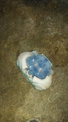 Thalamitinae