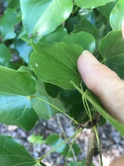 Barklya syringifolia