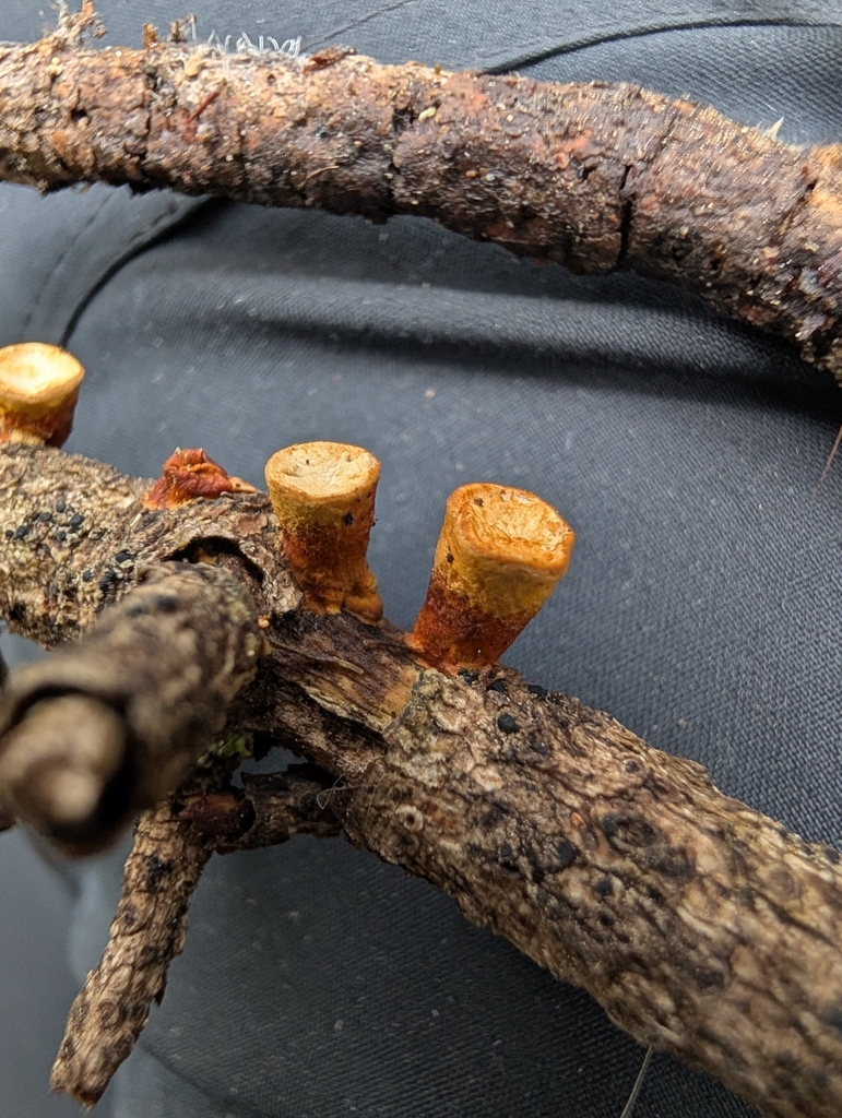common bird's nest fungus · August 2026 · photo: Photo: (c) Alissa Iverson, some rights reserved (CC BY) · iNaturalist