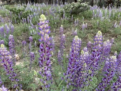 Lupinus neomexicanus