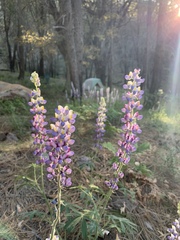 Lupinus neomexicanus