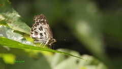 Abraximorpha davidii