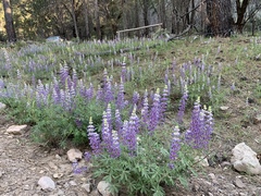 Lupinus neomexicanus