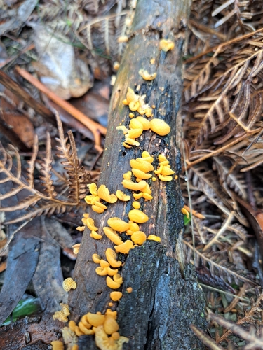 orange pore fungus