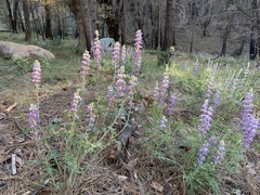 Lupinus neomexicanus