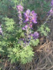 Lupinus neomexicanus