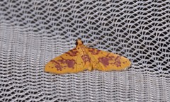 Conogethes haemactalis