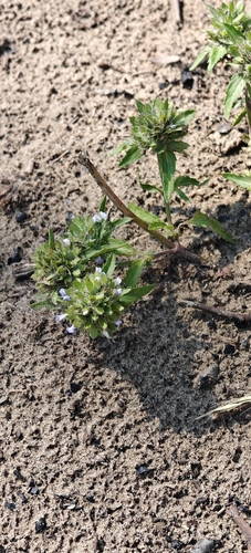 Dracocephalum parviflorum, photograph 2