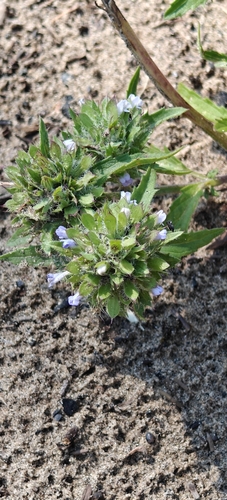 Dracocephalum parviflorum, photograph 3