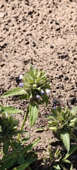Dracocephalum parviflorum, photograph author not stated, no rights reserved