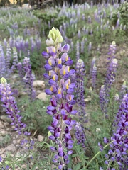 Lupinus neomexicanus