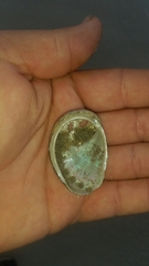 Haliotis coccoradiata