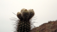Eulychnia iquiquensis