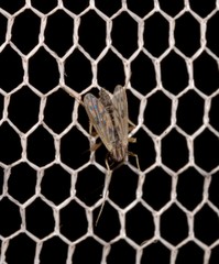 Polypedilum nubiferum