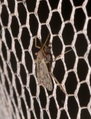 Polypedilum nubiferum