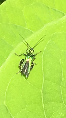 Oedemera nobilis