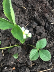 Fragaria × ananassa