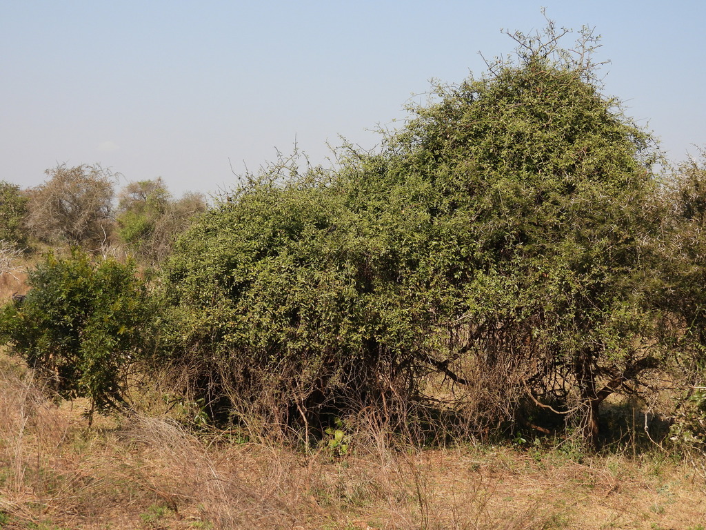 Capparis tomentosa; photograph (c) Mark Clarke, some rights reserved (CC BY)