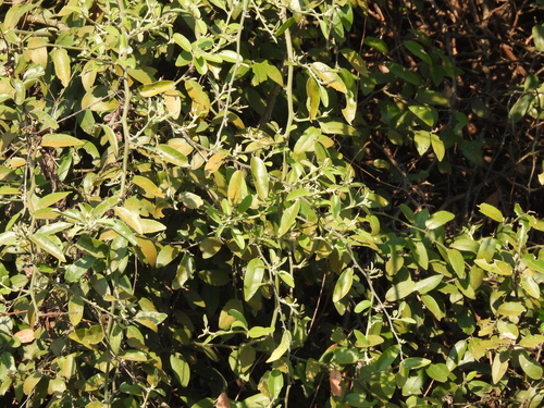 Capparis tomentosa, photograph 3