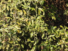(c) Mark Clarke, some rights reserved (CC BY) Capparis tomentosa, photograph (c) Mark Clarke, some rights reserved (CC BY)