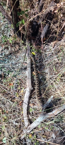 Coastal Carpet Python