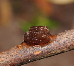 Phaeotremella fimbriata