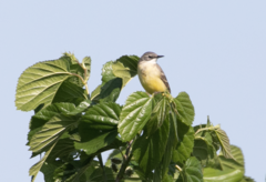 Motacilla flava cinereocapilla