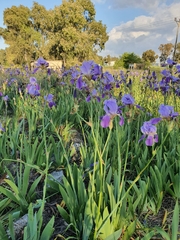 Iris mesopotamica