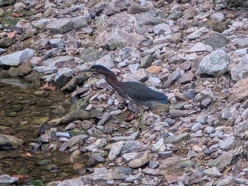 Green Heron observed by thomasjlsn