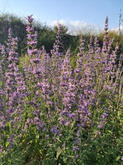 Nepeta curviflora