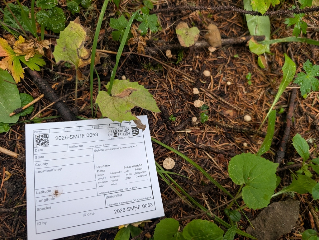 stinking parachute · August 2026 · photo: Photo: (c) Alissa Iverson, some rights reserved (CC BY) · iNaturalist