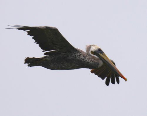 Brown Pelican observed by bob786