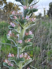 Echium glomeratum
