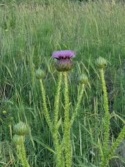 Onopordum cynarocephalum