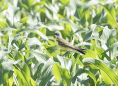 Motacilla flava cinereocapilla