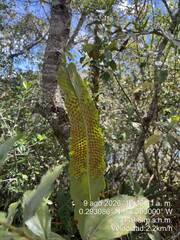 Niphidium crassifolium