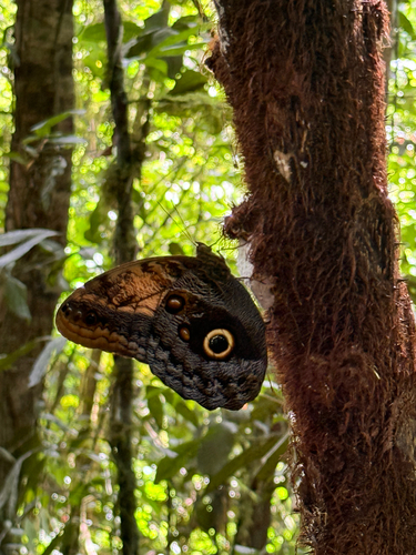 Pale Owl-Butterfly