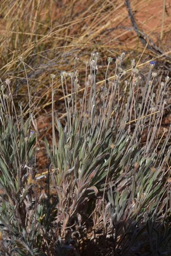 Brunonia australis, photograph 5