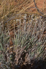Brunonia australis, photograph (c) Kate Brown, some rights reserved (CC BY-SA)
