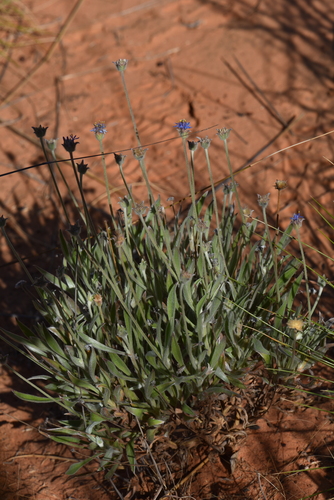 Brunonia australis, photograph 4