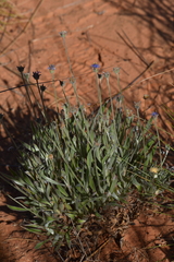 Brunonia australis, photograph (c) Kate Brown, some rights reserved (CC BY-SA)