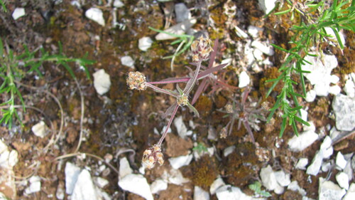 Glandular plantain (Plantago afra)